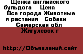 Щенки английского бульдога  › Цена ­ 60 000 - Все города Животные и растения » Собаки   . Самарская обл.,Жигулевск г.